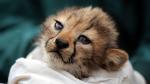  lovely and adorable cheetah and tiger cubs available